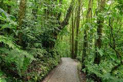Monteverde Cloud Forrest 